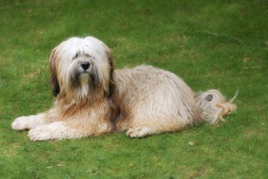 TERRIER TIBETANO