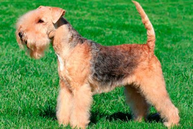 LAKELAND TERRIER