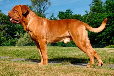 DOGUE DE BORDEAUX