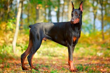 DOBERMAN