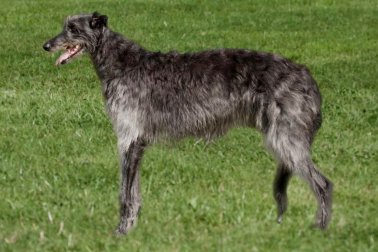 DEERHOUND