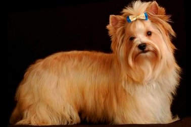 GOLDDUST YORKSHIRE TERRIER