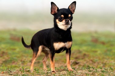 CHIHUAHUA