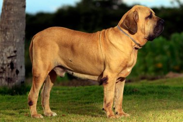 FILA BRASILEIRO