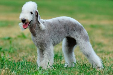 BEDLINGTON TERRRIER