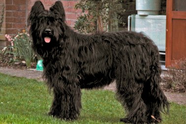 BRIARD