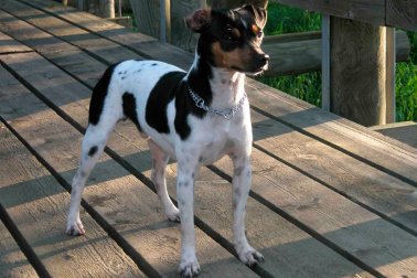 TERRIER BRASILEIRO