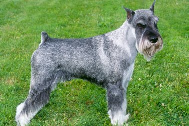 SCHNAUZER STANDARD