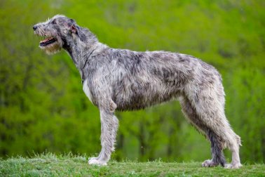 IRISH WOLFHOUND