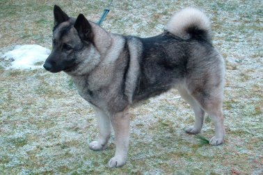 ELKHOUND NORUEGUÊS