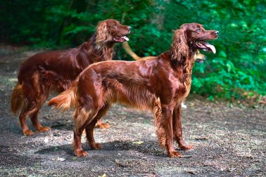 SETTER IRLANDÊS