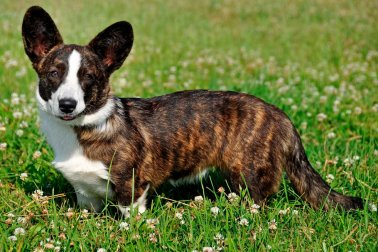 WELSH CORGI CARDIGAN