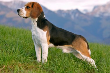 BEAGLE