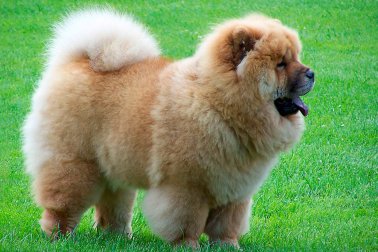 CHOW CHOW