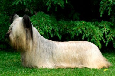 SKYE TERRIER