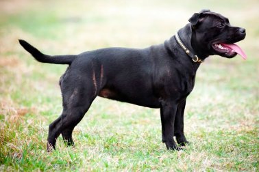 STAFFORDSHIRE BULL TERRIER