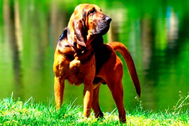 BLOODHOUND