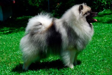 KEESHOND