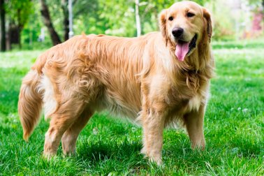 GOLDEN RETRIEVER