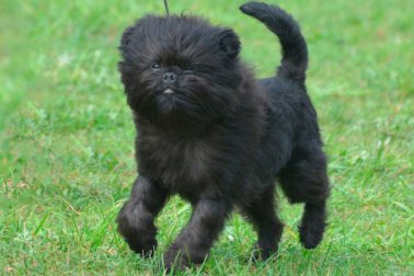 AFFENPINSCHER