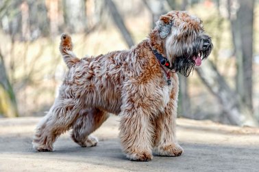 SOFT COATED WHEATEN TERRIER