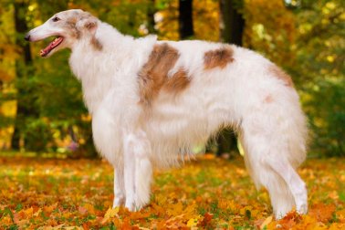 BORZOI