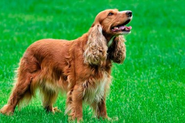 COCKER SPANIEL AMERICANO