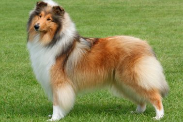 COLLIE PÊLO LONGO