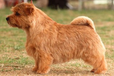 NORFOLK TERRIER