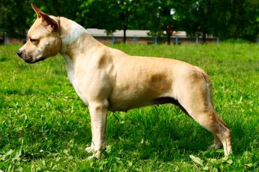 AMERICAN STAFFORDSHIRE TERRIER