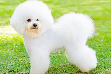 BICHON FRISÉ