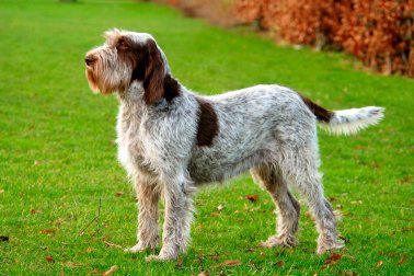 SPINONE ITALIANO