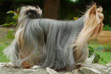 YORKSHIRE TERRIER