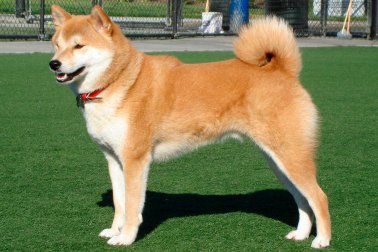 SHIBA INU