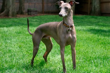 GALGO ITALIANO