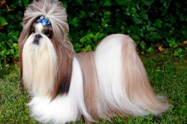 SHIH TZU