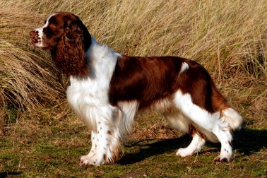 SPRINGER SPANIEL