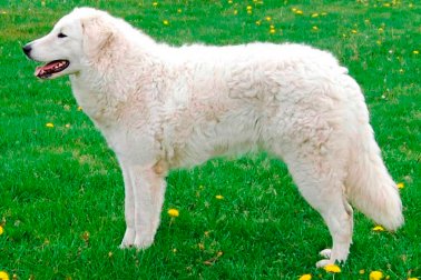 KUVASZ