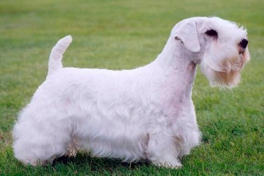 SEALYHAM TERRIER