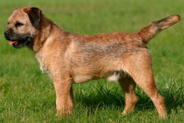 BORDER TERRIER