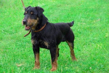 TERRIER ALEMÃO DE CAÇA JAGD