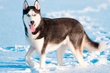 HUSKY SIBERIANO