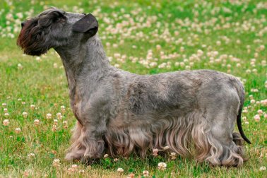 CESKY TERRIER