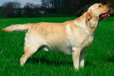 RETRIEVER DO LABRADOR