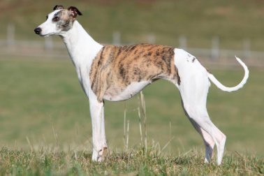 WHIPPET