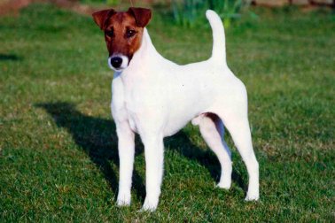 FOX TERRIER PÊLO LISO