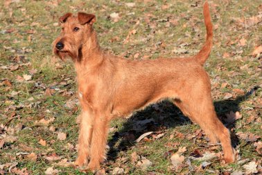 IRISH TERRIER