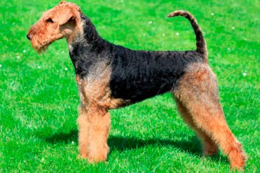 AIREDALE TERRIER