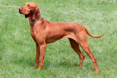 VIZSLA PÊLO CURTO