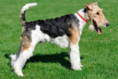 FOX TERRIER PÊLO DURO